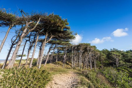 Téléchargez les photos : Des pins balayés par le vent marquent le bord des pinèdes de Formby photographiées à côté de la plage et de la mer d'Irlande. - en image libre de droit