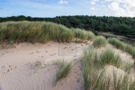 Téléchargez les photos : Des marches brisent les motifs naturels sur les dunes entre la plage de Formby et les pinèdes. - en image libre de droit