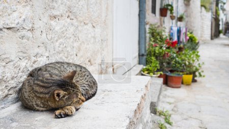 Foto de Un gato solitario se imaginó dormitando en un escalón en una calle trasera en Perast en la Bahía de Kotor. - Imagen libre de derechos
