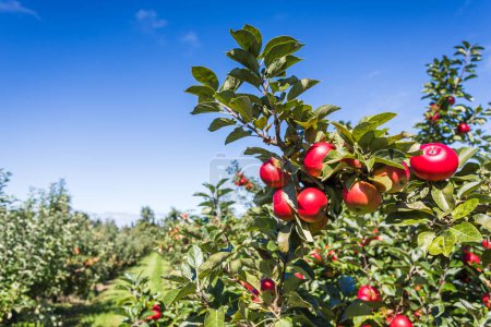 Photo for Two rows of apple trees full of fruit seen under a blue sky in Norfolk nearly ready for picking. - Royalty Free Image