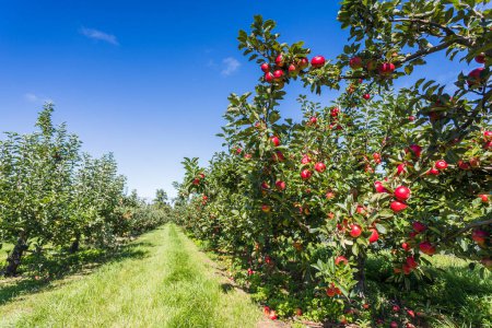 Téléchargez les photos : Deux rangées de pommiers pleins de fruits vus sous un ciel bleu à Norfolk presque prêts pour la cueillette. - en image libre de droit