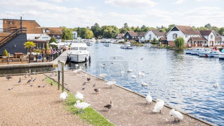 Photo for Birds seen on the edge of the River Bure in Wroxham, one of the busy sections of the Norfolk Broads pictured in August 2023. - Royalty Free Image