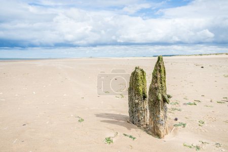 Téléchargez les photos : Vieilles épines en bois entourées de sable soufflant sur la plage de Titchwell sur la côte nord du Norfolk. - en image libre de droit