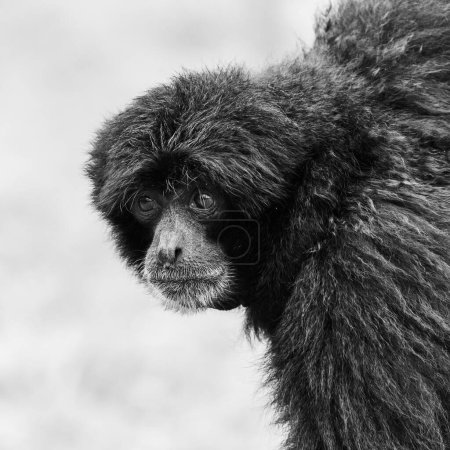 Monochrome portrait of a Siamang monkey as it gazes into the distance.