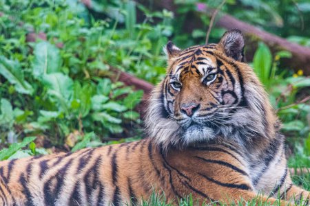 Nahaufnahme eines Sumatra-Tigers, der im Gras faulenzt.