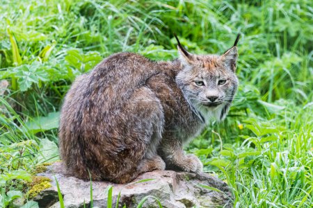 An adult Canada Lynx pictured on a large rock surrounded by grass.