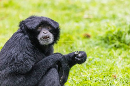 Nahaufnahme eines ausgewachsenen Siamang-Affen, der sich von langem Gras ernährt.