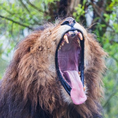 Square crop of an adult African Lion pictured yawning.