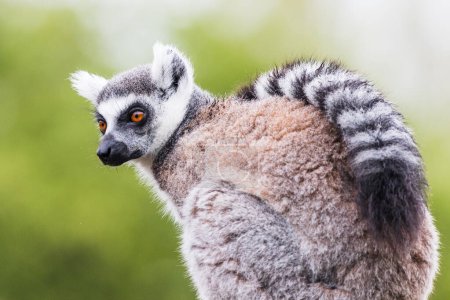 Close up image of a Ring Tailed Lemur with its tail over its shoulder as it watches on.