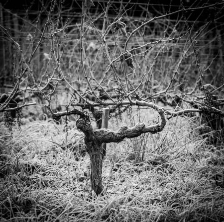 Photo pour Bordeaux vineyard over frost and smog and freeze in winter, landscape vineyard . High quality photo - image libre de droit