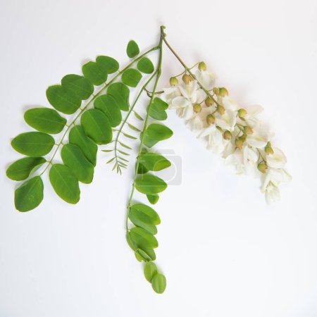 Blühende Akazie mit isolierten Blättern auf weißem Hintergrund, Akazienblüten, Robinienpseudoakazie, Weiße Akazie, Hochwertiges Foto
