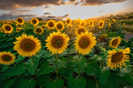 Photo for Sunflower fields in warm evening light, Charente, France, High quality photo - Royalty Free Image