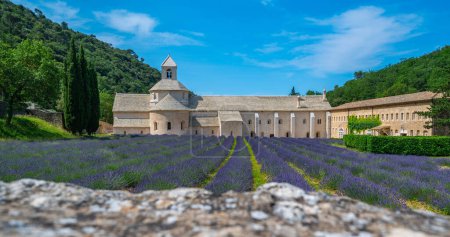 Foto de Senanque Abadía Gordes Provenza Campos de lavanda, Notre-Dame de Senanque, floreciendo campos de lavanda azul púrpura Luberon Francia, Europa, Foto de alta calidad - Imagen libre de derechos