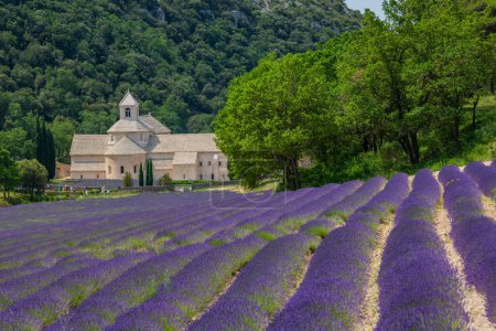 Foto de Senanque Abadía Gordes Provenza Campos de lavanda, Notre-Dame de Senanque, floreciendo campos de lavanda azul púrpura Luberon Francia, Europa, Foto de alta calidad - Imagen libre de derechos
