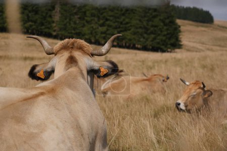 Foto de Vacas de Aubrac en el campo de Lozere rodeado de naturaleza en el sur de Francia, Foto de alta calidad - Imagen libre de derechos