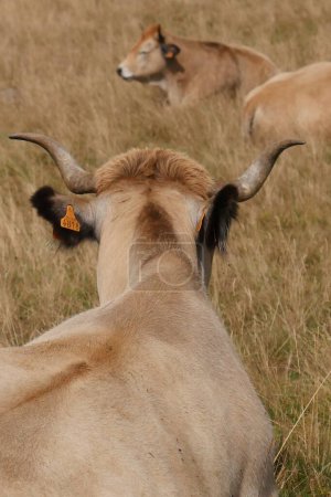 Foto de Vacas de Aubrac en el campo de Lozere rodeado de naturaleza en el sur de Francia, Foto de alta calidad - Imagen libre de derechos
