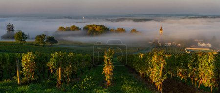 Téléchargez les photos : Coucher de soleil et smog dans le vignoble bordeaux, Loupiac, France, Europe, Photo de haute qualité - en image libre de droit
