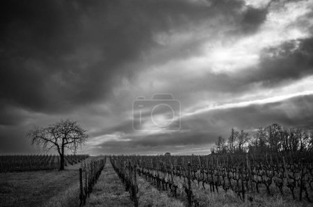 Photo pour Vignoble bordelais en hiver, Vignoble paysage, Noir et blanc, Photo de haute qualité - image libre de droit