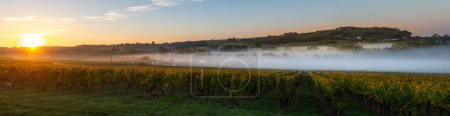 Téléchargez les photos : Coucher de soleil et smog dans le vignoble bordeaux, Loupiac, France, Europe, Photo de haute qualité - en image libre de droit