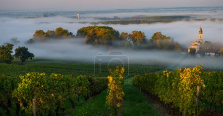Foto de Puesta de sol paisaje y smog en el viñedo de Burdeos, Loupiac, Francia, Europa, foto de alta calidad - Imagen libre de derechos