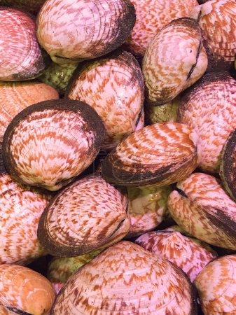 Frische Venusmuscheln, Venusmuscheln, Schalentiere, Teppichmuscheln, da Rohkost aus dem Meer die Zutaten für Meeresfrüchte im Supermarkt sind, Hochwertiges Foto