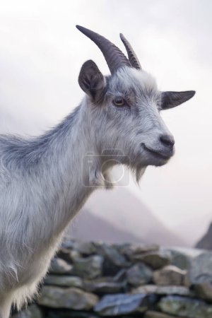 Pyrenean goat, a breed to produce organic French Basque country goat cheese, High quality photo