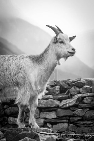 Pyrenean goat, a breed to produce organic French Basque country goat cheese, High quality photo