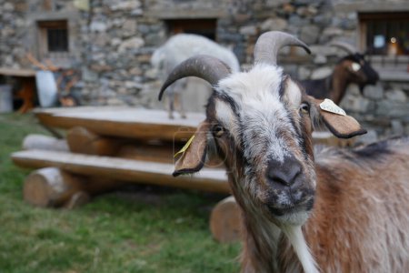 Cabra del Pirineo, una raza para producir queso de cabra ecológico del País Vasco, Foto de alta calidad