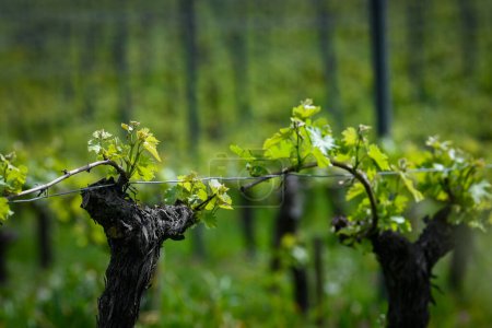 Vista aérea del viñedo en primavera al amanecer, Viñedo de Burdeos, Langoiran, Gironda, Francia, Imágenes 4k de alta calidad