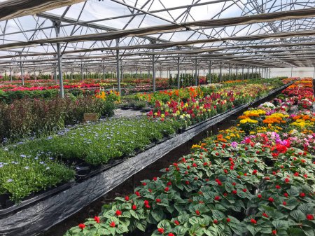 Téléchargez les photos : Serre plantes multicolores, pépinière de fleurs, France, photo de haute qualité - en image libre de droit