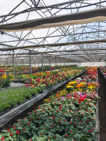 Greenhouse multicolor plants, flower nursery, France, High quality photo
