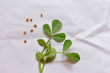 Téléchargez les photos : Close up of Indian region cuisine herb fenugreek leaves and seeds as food,herb,health concept background in white background - en image libre de droit