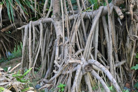 Photo for Closeup stilt or prop roots of mangrove tree on the mangrove forest. Mangrove aerial roots. Supporting stilt roots of mangrove trees. The root system of mangroves. Blue carbon sink concept. - Royalty Free Image