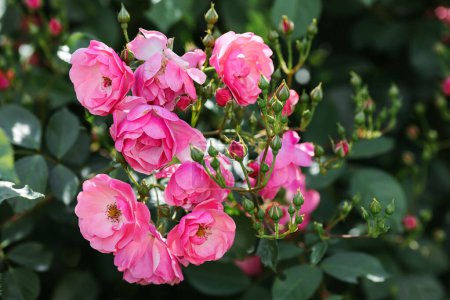 Ein Strauch Engelsrosen im Garten. Floribunda Rose im Botanischen Garten.