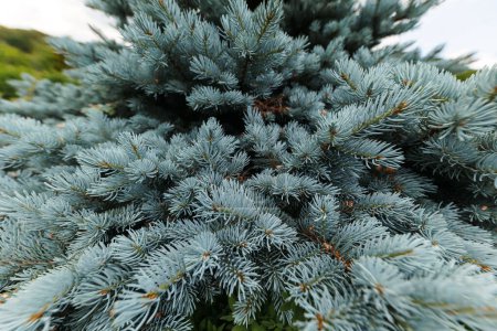 Picea pungens. Glauca Globosa. Thorny spruce in the botanical garden.