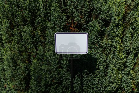 Téléchargez les photos : Le cyprès de Lawson. Un panneau près des buissons dans le jardin botanique. - en image libre de droit