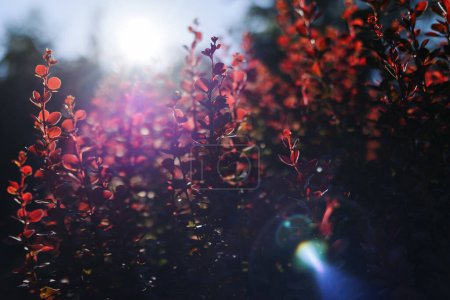 Photo for Sunbeams everywhere Barberry Thunberg. The leaves of the barberry bush on the background of the sky. - Royalty Free Image