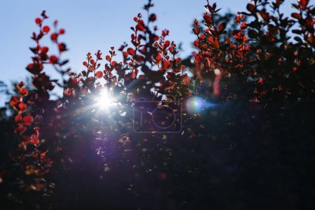 Photo for Sunbeams everywhere Barberry Thunberg. The leaves of the barberry bush on the background of the sky. - Royalty Free Image