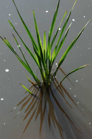 Foto de Acorus calamus, dulce bandera. Planta en el agua. La hierba crece en el lago - Imagen libre de derechos