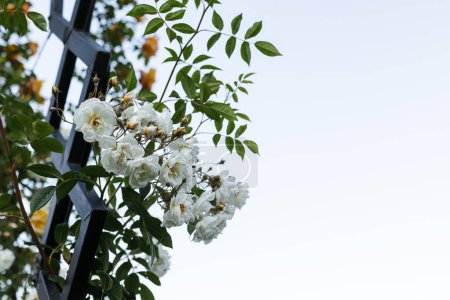 Photo for White roses on the arch in the rosarium. - Royalty Free Image