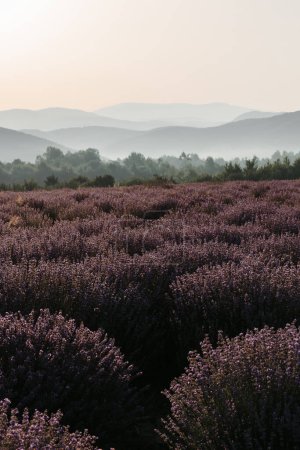 Foto de A panoramic view of the Lavender field against the background of mountains. - Imagen libre de derechos
