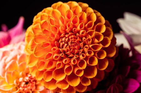 Foto de Flor de Dahlia en jardín real; Profundidad superficial del campo. Colorida flor de crisantemo macro disparo. Fondo floral multicolor de verano y primavera - Imagen libre de derechos