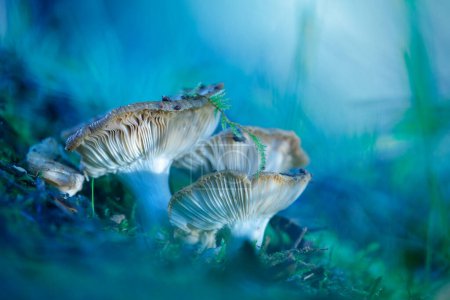 Photo for Some mushrooms with their hats already broken by the passage of some animals and waiting to drop the specks. - Royalty Free Image