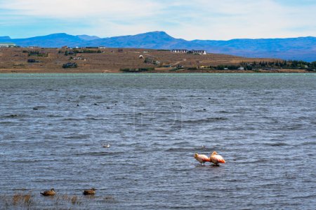 Foto de Dos hermosos flamencos caminando en un estanque con Antecedentes de Patagonia. Foto de alta calidad - Imagen libre de derechos