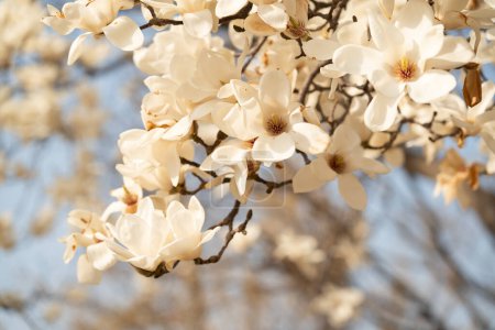 Foto de Flores de magnolia de Yulan están en flor bajo el cielo azul, Corea del Sur. Foto de alta calidad - Imagen libre de derechos