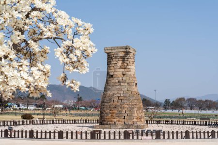 Téléchargez les photos : Cheomseongdae Ancient Observatory fleurira au printemps à Gyeongju, en Corée du Sud. Photo de haute qualité - en image libre de droit