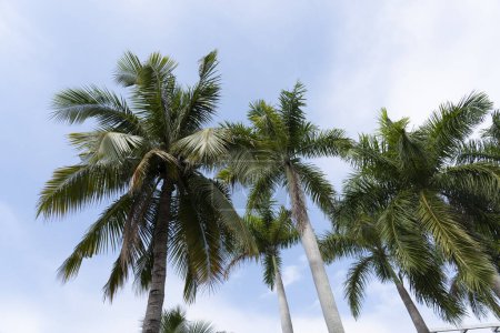Téléchargez les photos : Vue cocotier avec fond ciel. Photo de haute qualité - en image libre de droit