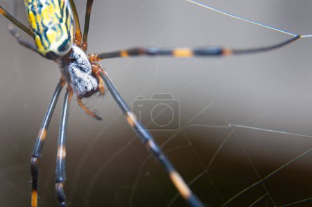 Beau gros plan de Nephila clavata spider connu au Japon sous le nom de Joro gumo isolé sur fond gris.