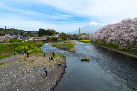 Foto de Capturar la belleza: gente fotografiando el majestuoso monte Fuji enmarcado por flores de cerezo a lo largo de las orillas del río Urui en Ryuganbuchi, ciudad de Fuji, Japón. - Imagen libre de derechos