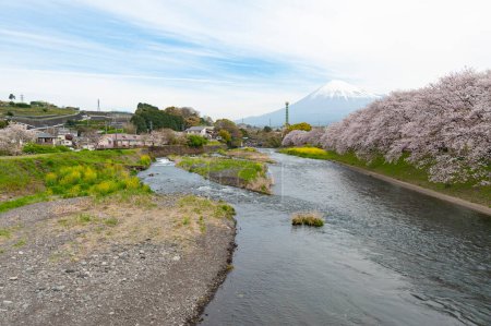 Foto de Árboles de flores de cerezo que bordean el río Urui en la ciudad de Fuji con el majestuoso monte Fuji al fondo. - Imagen libre de derechos